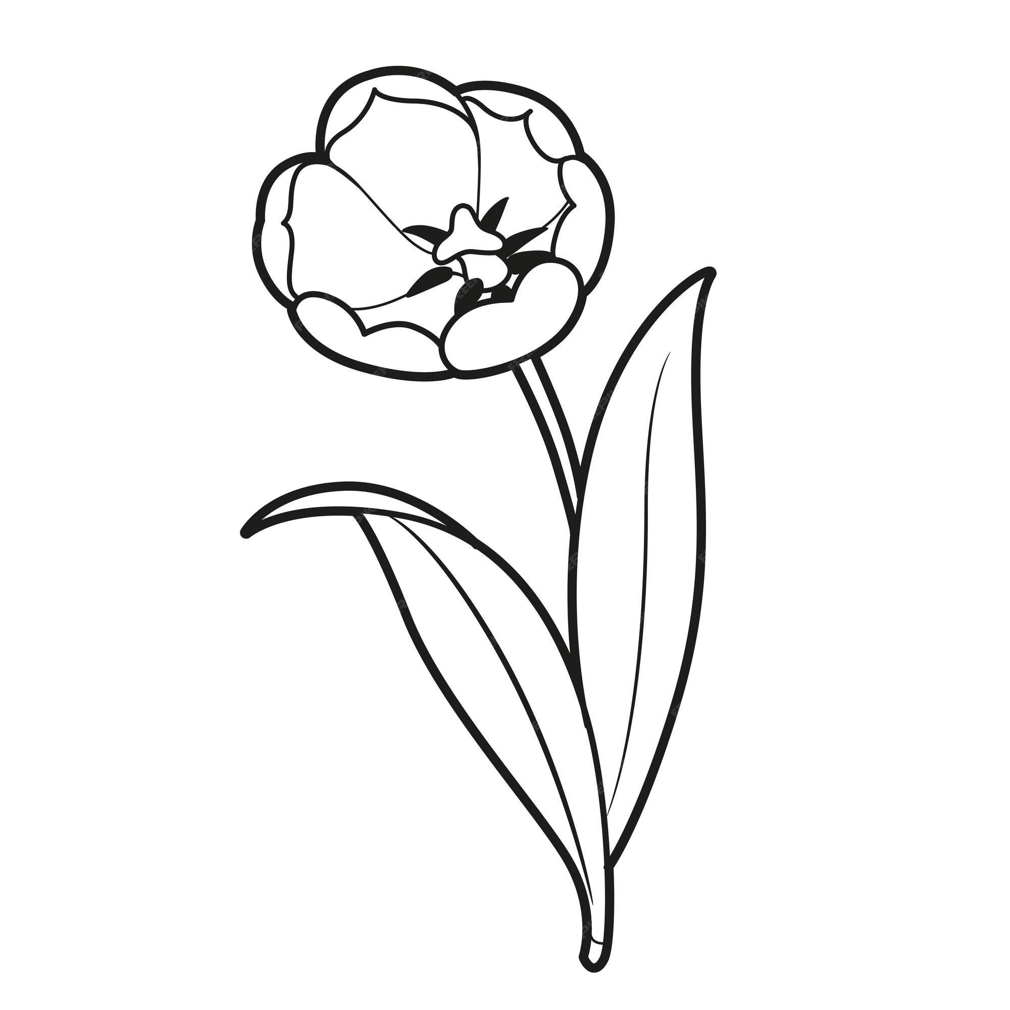 Premium vector big blossoming tulip flower coloring book linear drawing isolated on white background