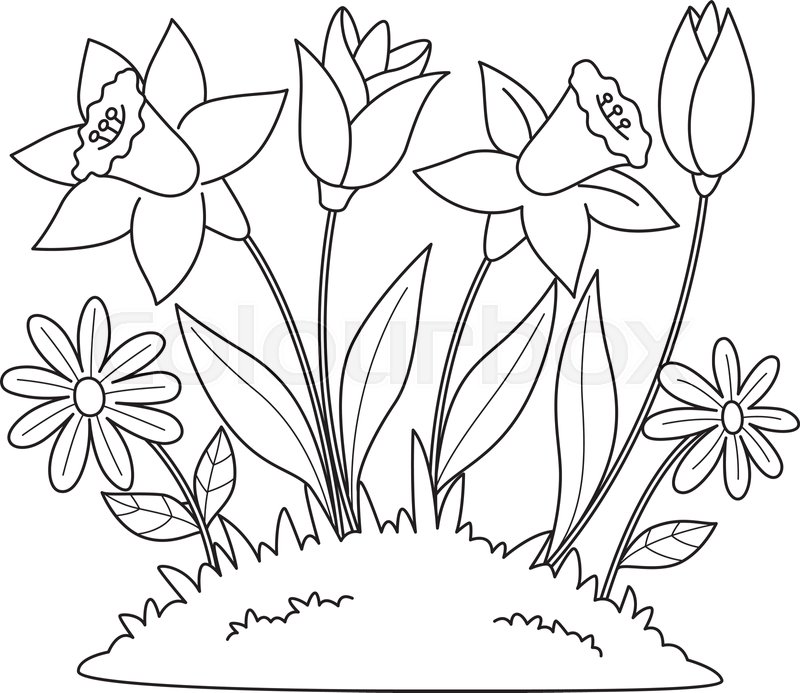 Spring tulip flowers isolated coloring page stock vector