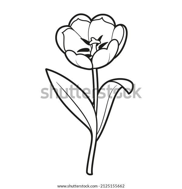 Tulip big flower coloring book linear stock vector royalty free