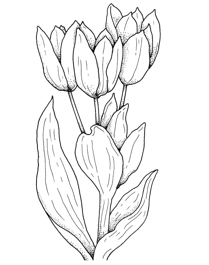 Tulips free printable coloring page