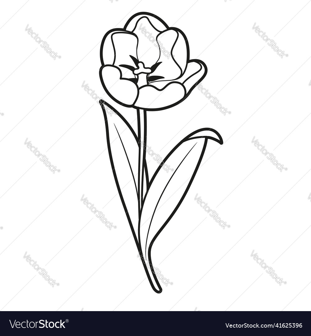 Blossoming tulip flower coloring book linear vector image