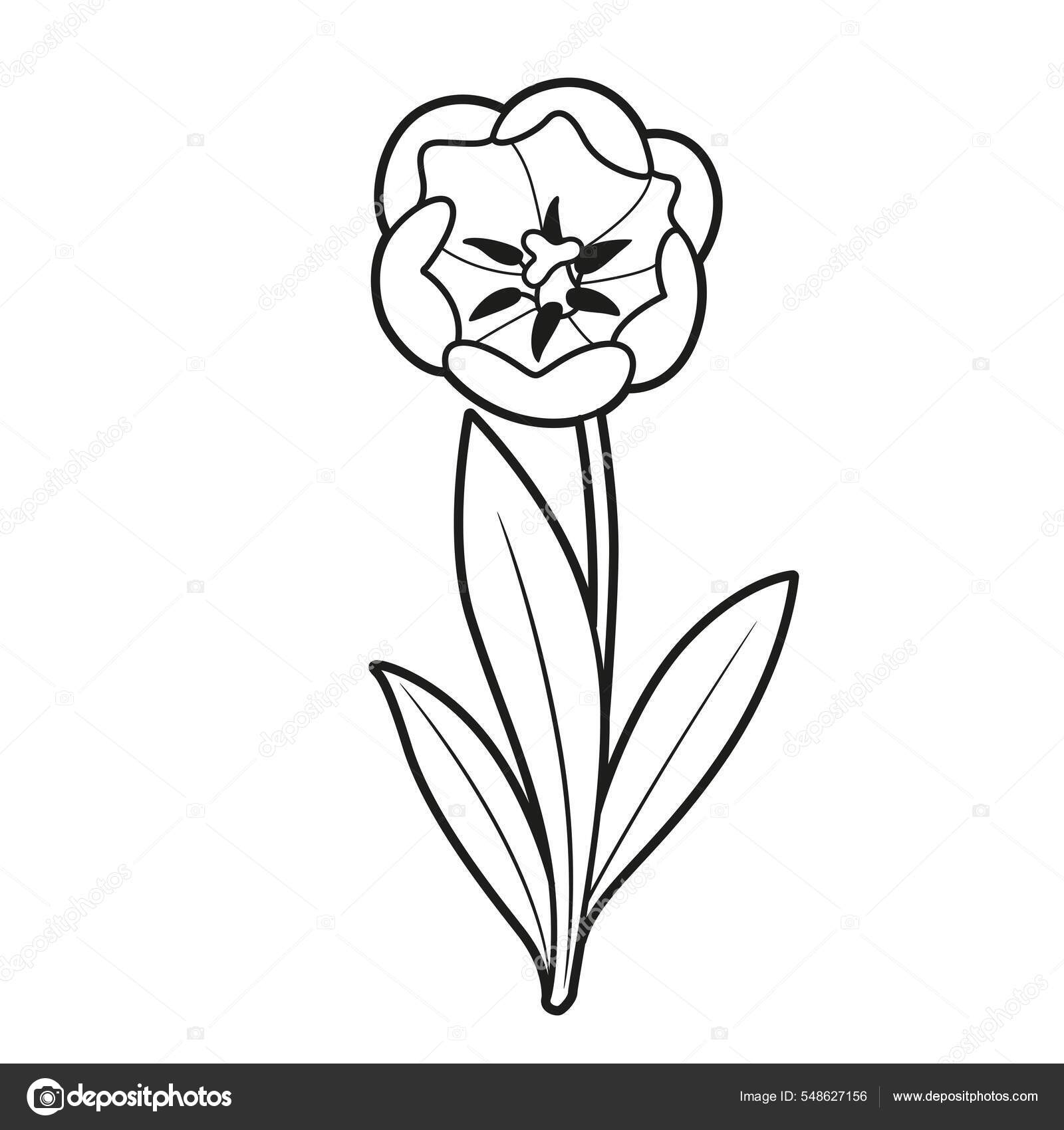Tulip blossoming big flower coloring book linear drawing isolated white stock vector by yadviga