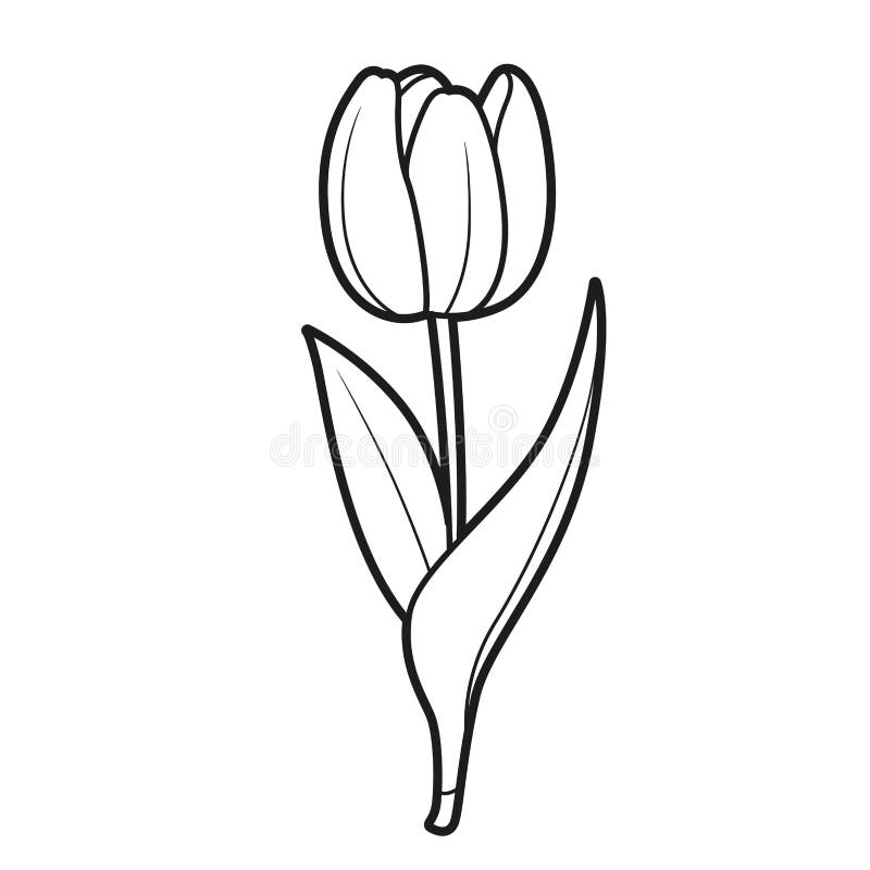 Tulip half closed flower coloring book linear drawing isolated on white stock vector