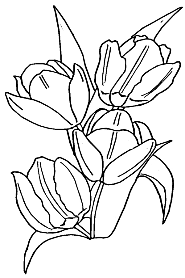 Tulip coloring pages free printable coloring pages for kids