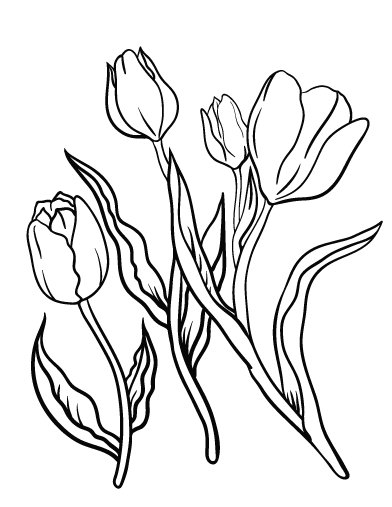 Free tulip coloring page
