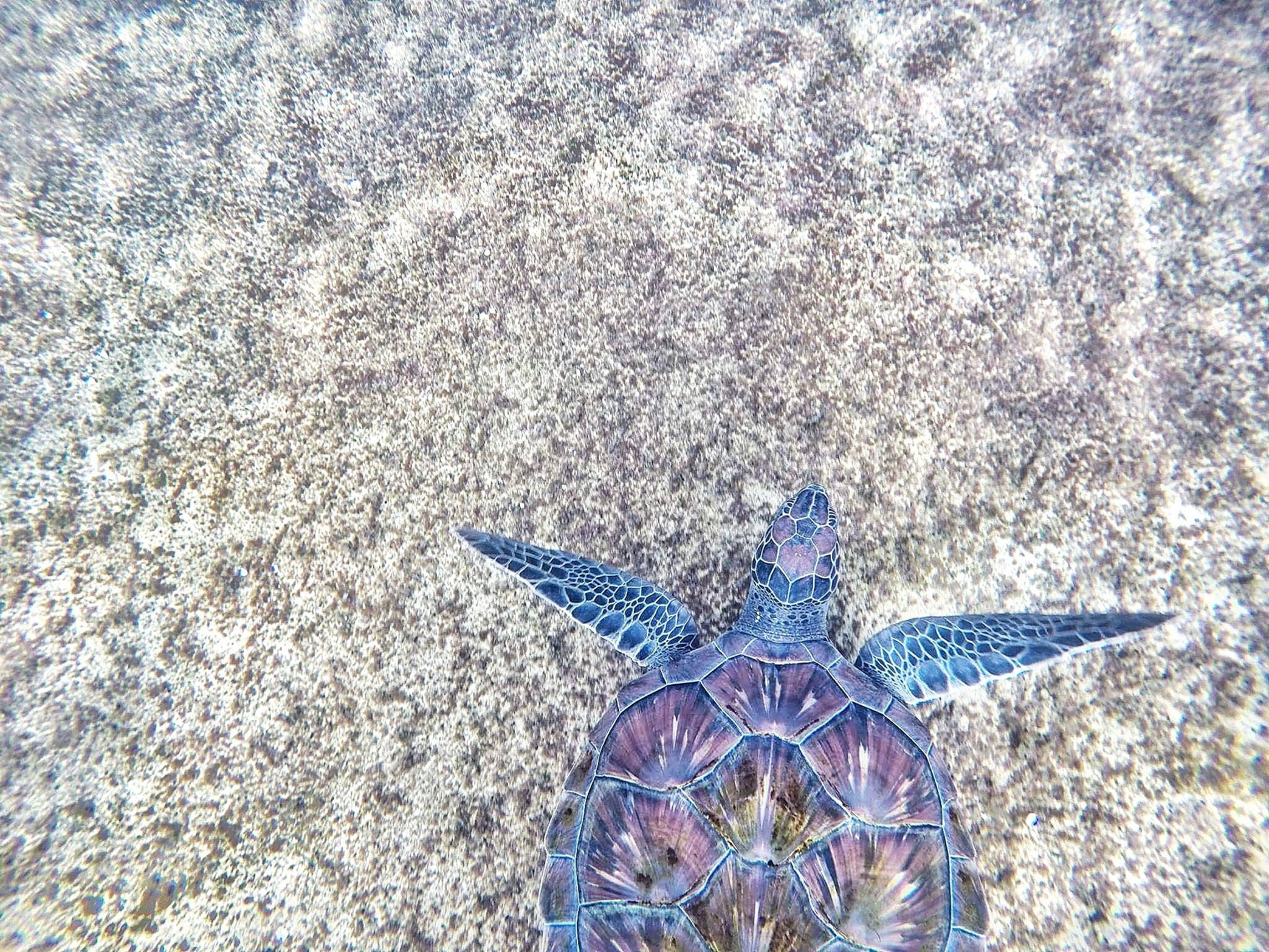 Sea turtle photos download the best free sea turtle stock photos hd images
