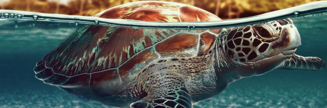 Lovable turtle wallpaper for your desktop naldz graphics