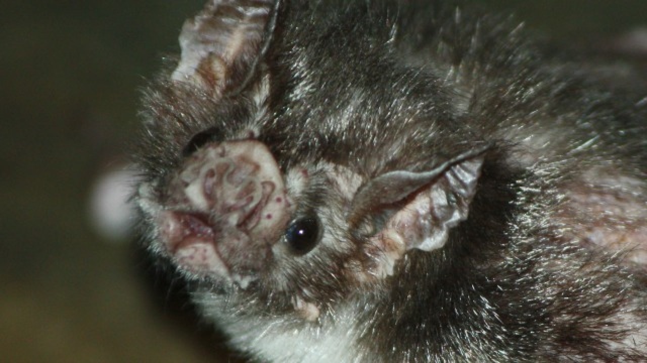 Vampire bats found sucking human blood for the first time