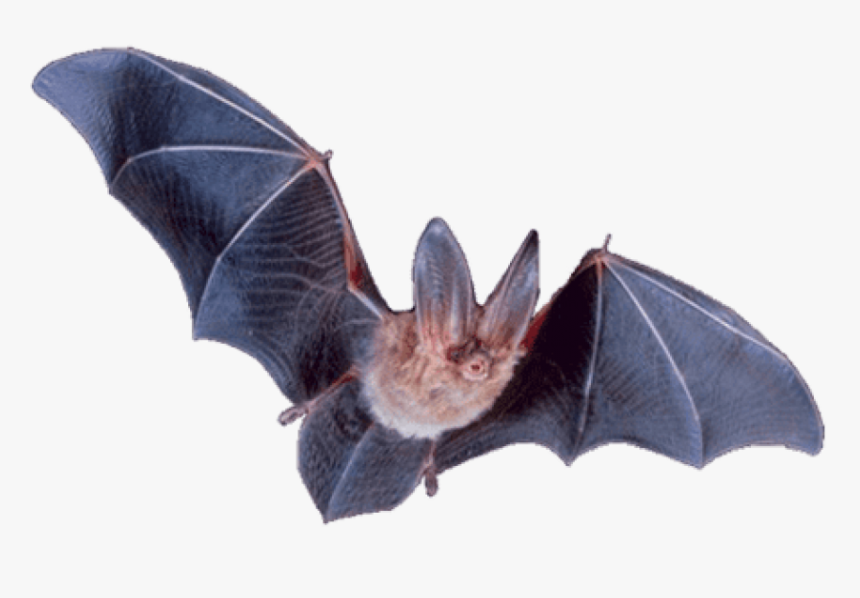 Transparent background vampire bat png png download transparent png image