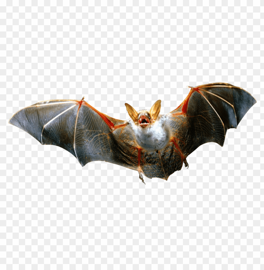 Download vampire bat png images background