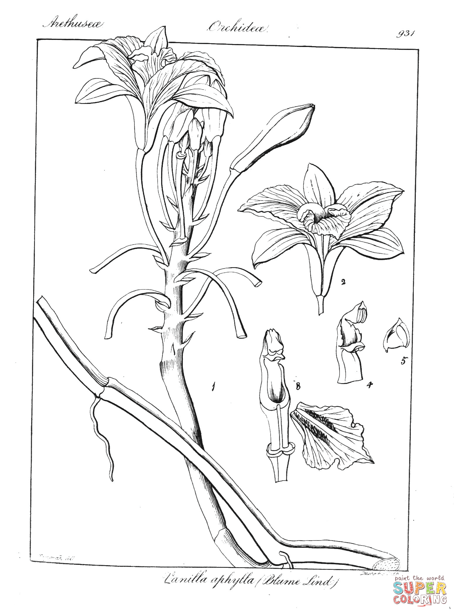 Vanilla aphylla coloring page free printable coloring pages