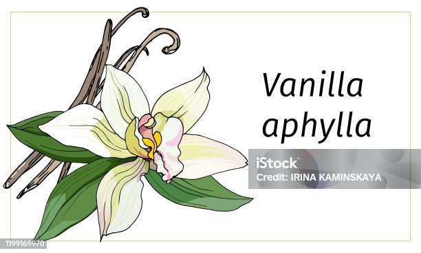Vanilla flower on a white background realistic vector illustration tropical flower vanilla planifolia stock illustration