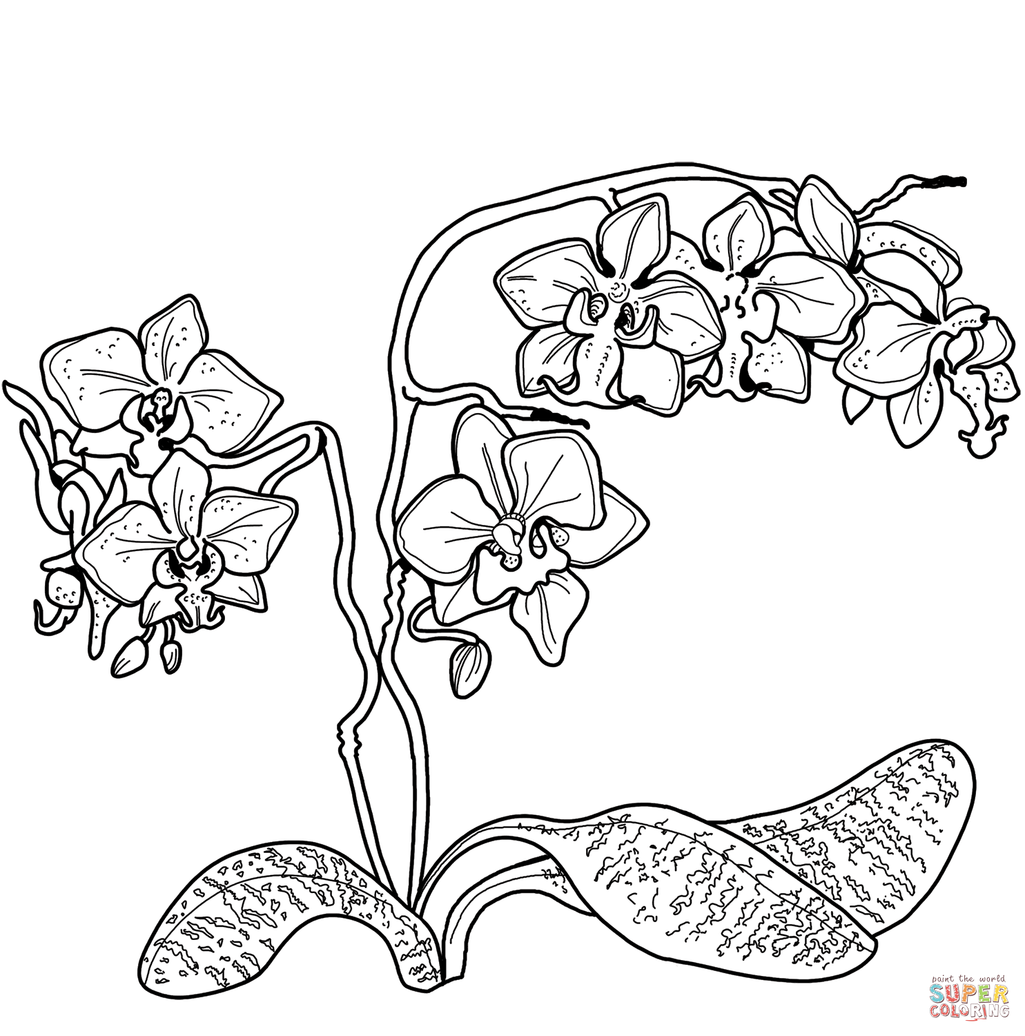 Orchid coloring page free printable coloring pages coloring pages free printable coloring printable coloring pages