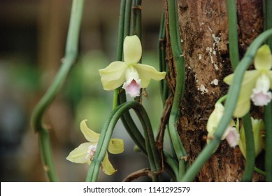 Vanilla plant images stock photos d objects vectors