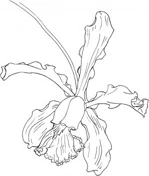 Cattleya schilleriana orchid coloring page super coloring orquideas dibujo dibujos botãnicos pãginas para colorear