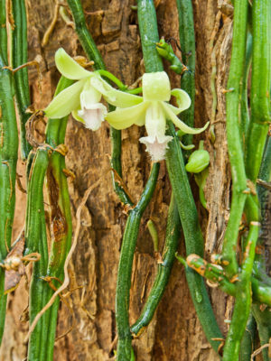 Real vanilla planifolia orchid â kens