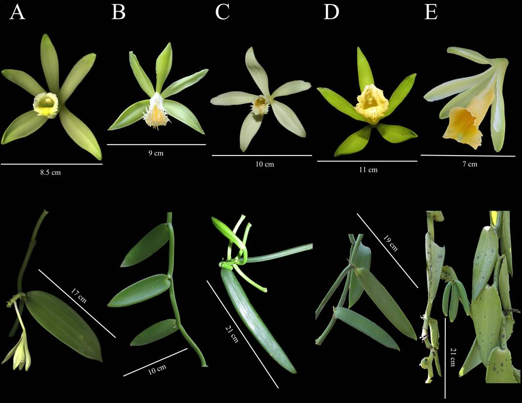 Wild vanilla planifolia and its relatives in the mexican yucatan peninsula systematic analyses with issr and its