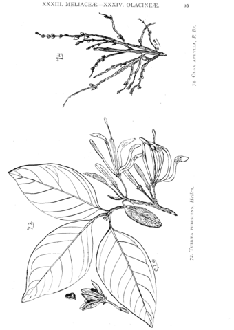 Turraea pubescens and olax aphylla coloring page free printable coloring pages