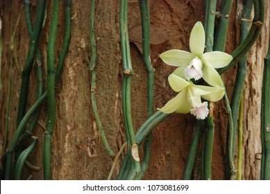 Vanilla flower field images stock photos d objects vectors