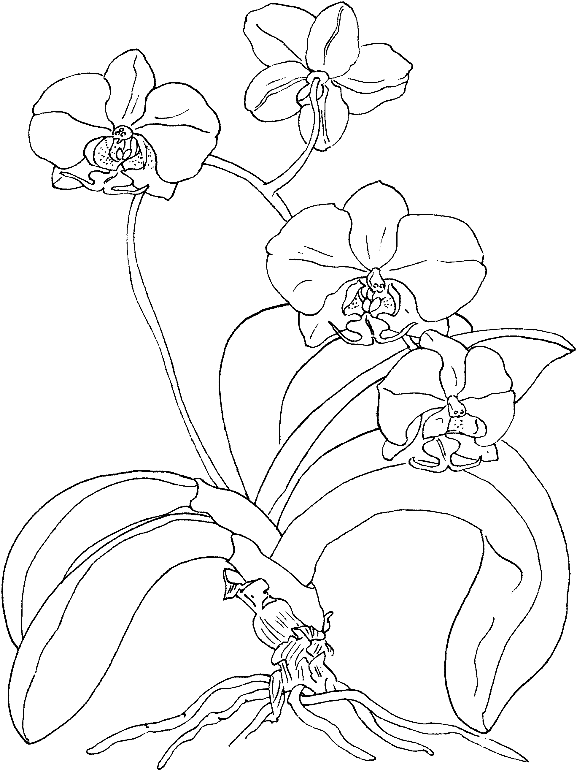 Orchid coloring pages