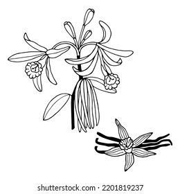 Vanilla plant images stock photos d objects vectors