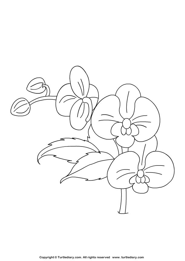 Orchid coloring sheet orchid drawing flower drawing tutorials flower drawing