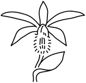 Orchid coloring pages free coloring pages
