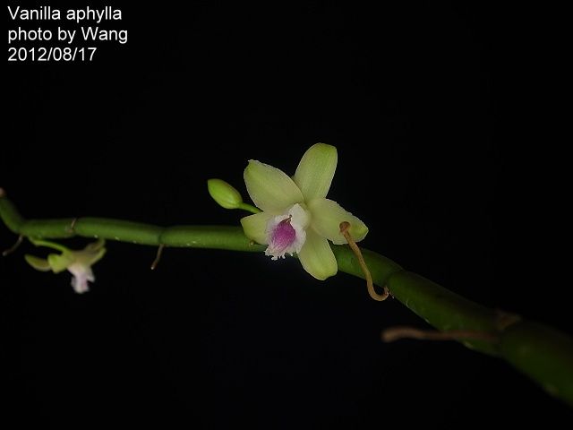 Vanilla aphylla vanilla vanilla orchid indoor plants