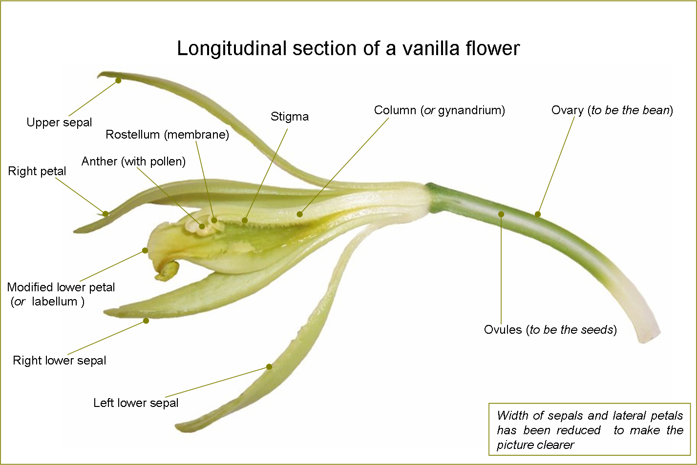 Systematics of african vanilla orchids