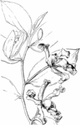 Orchid coloring pages free coloring pages