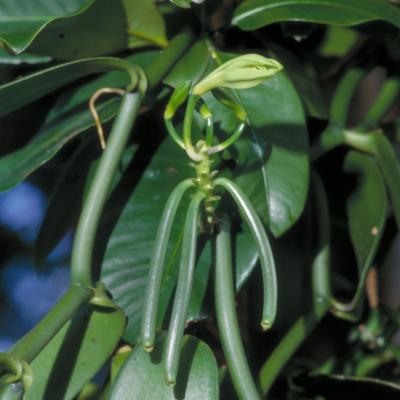 Vanilla plants of the world online