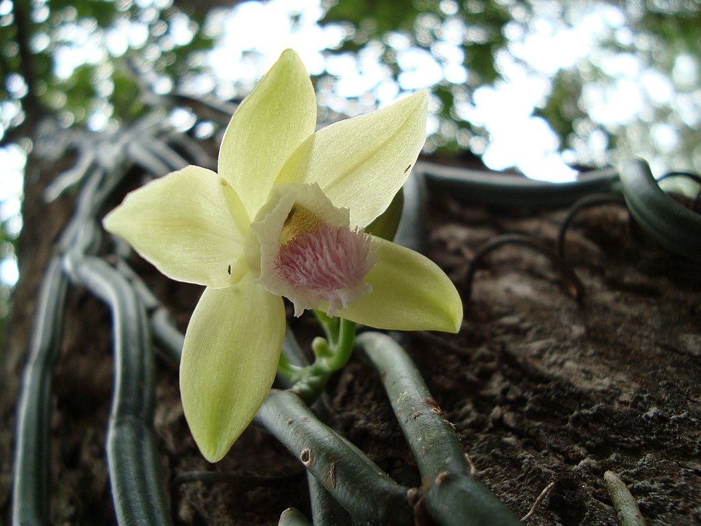 Filevanilla aphylla fro southern thailandjpg