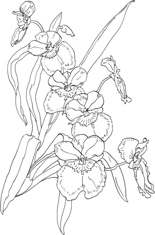 Creative orchid coloring page free printable