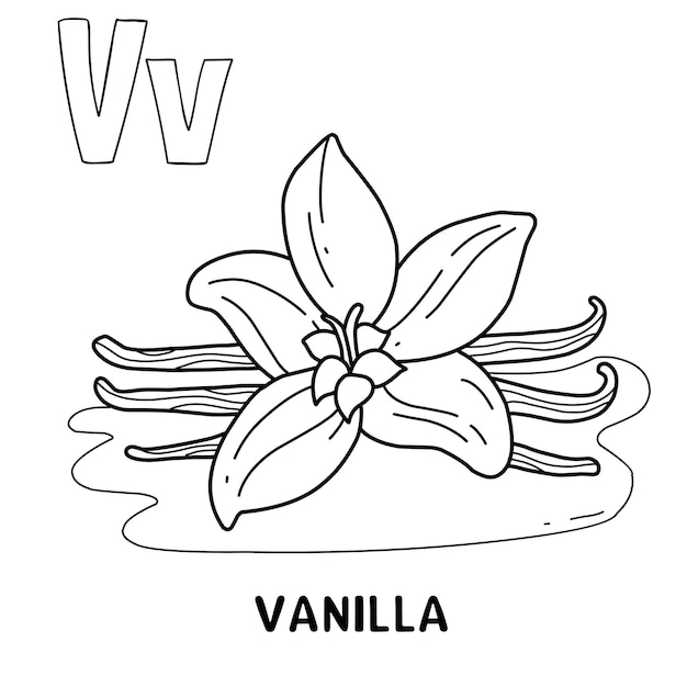 Premium vector alphabet fruit vanilla for coloring with word hand drawn letter fruit cartoon