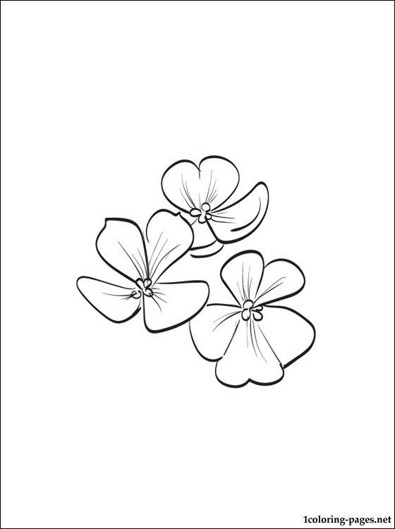 Violet printable and coloring page violet flower tattoos flower drawing flower outline tattoo