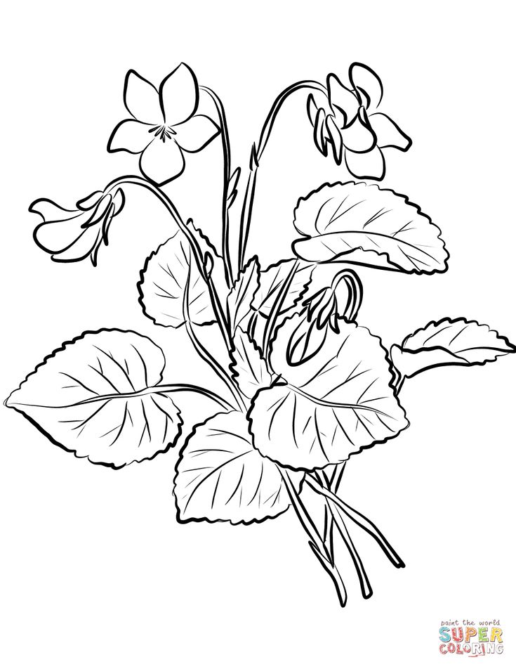 Violets coloring page free printable coloring pages flower drawing violet flower coloring pages