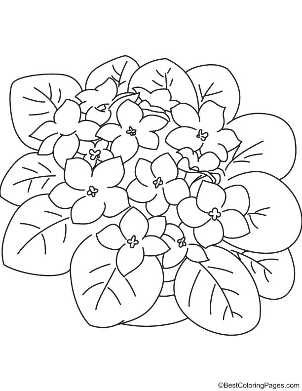 Purple violet coloring page download free purple violet coloring page for kids best coloring pages