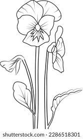 Violets flowers line drawings images stock photos d objects vectors