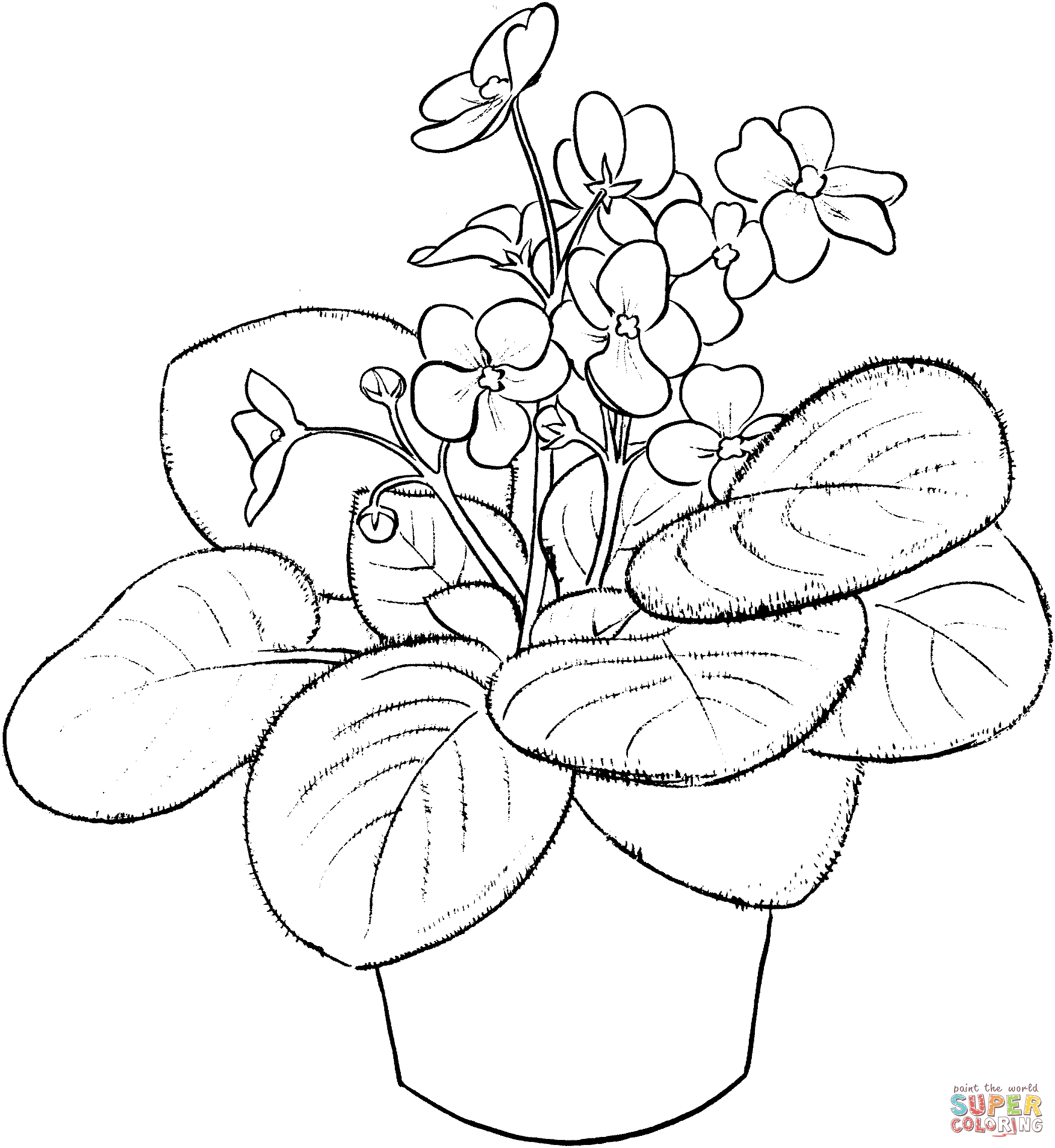 Saintpaulia ionantha or african violet coloring page free printable coloring pages