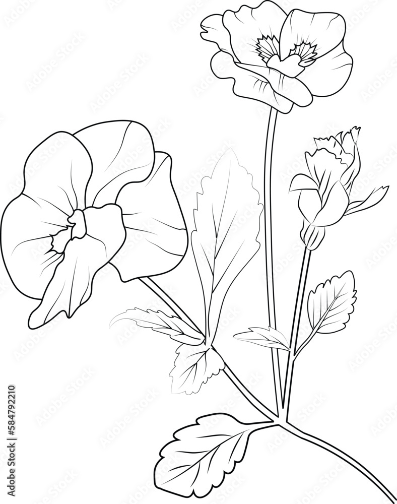 Cute flower coloring pages pansy drawing pale blue pansy drawing hand drawn botanical spring elements bouquet of violet line art coloring page easy flower drawing pansy flower art outline pancy vector
