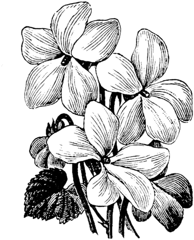 White violet coloring page from violet category select from printable crafts of cartoons nature aâ violet flower tattoos flower drawing flower sketches