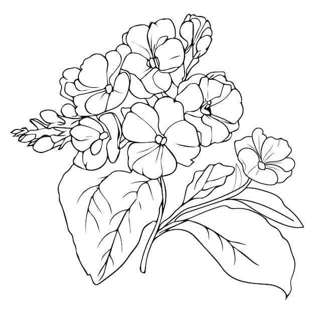 Premium vector singleline art primrose coloring pages outline primula flower floral line art coloring pages