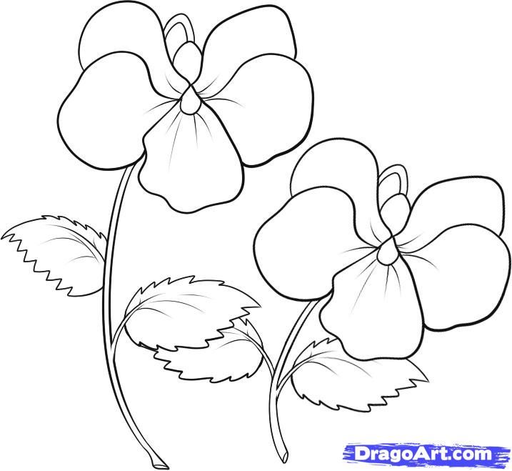 Violet coloring pages how to draw violets step flower drawing tutorials flower drawing flower sketches