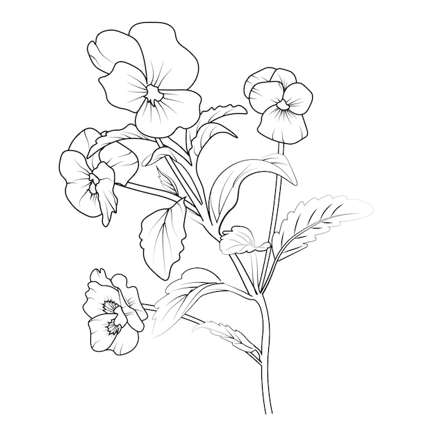 Premium vector pansy flower drawing easy purple pansies drawing isolated on white background clip art images