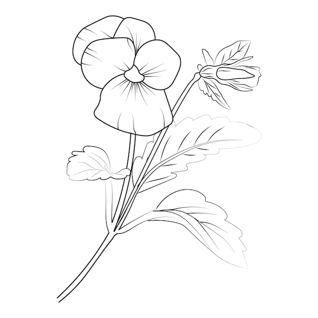 Premium vector flower outline on a white background easy pansy flower drawing hand drawing pansy flowers