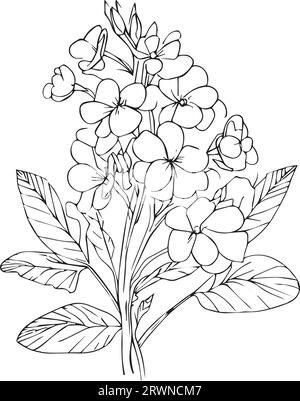 Primrose vector art cut out stock images pictures