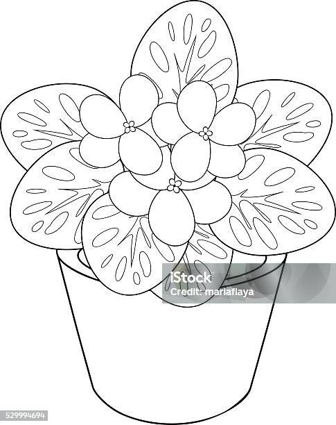 Coloring page with african violet flower in pot stock illustration