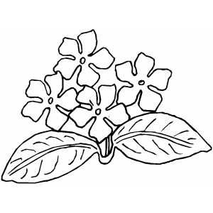 African violets coloring page african violets coloring pages flower drawing