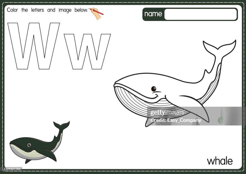 Vector illustration of kids alphabet coloring book page with outlined clip art to color letter w for whale high