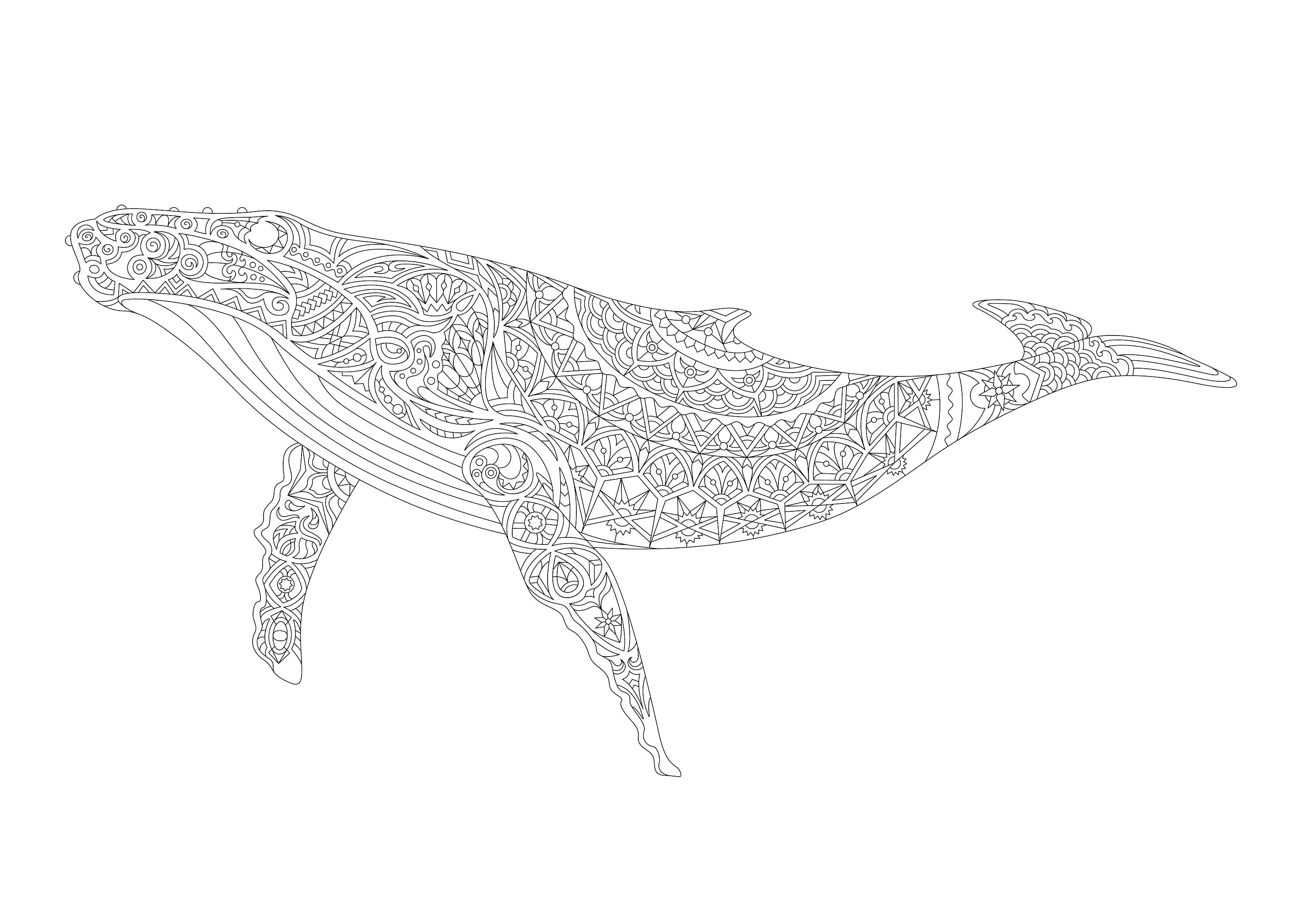Whale adult detailed hard coloring page